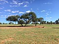 Kalahari Flora und Fauna