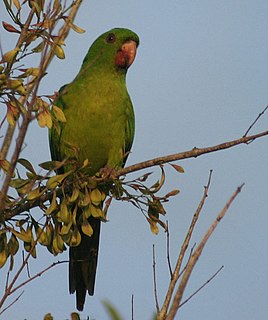 Green parakeet Species of bird