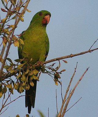 <span class="mw-page-title-main">Green parakeet</span> Species of bird