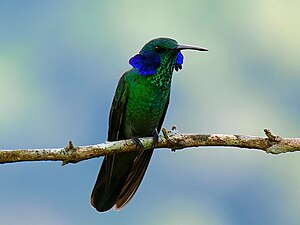 Pygmy violet eared hummingbird