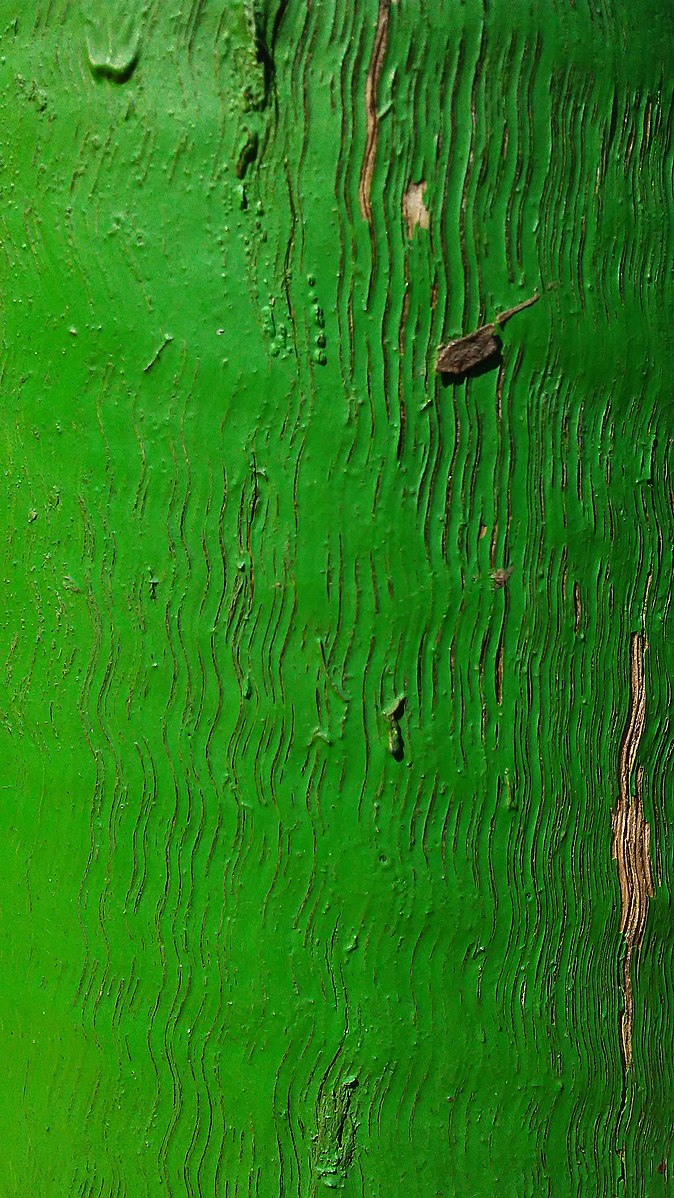 Green wood 2. Green Wood texture.