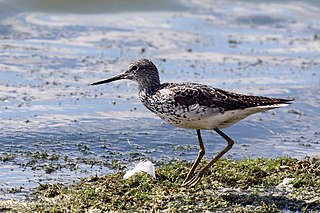 Common greenshank