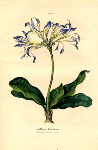 <i>Griffinia</i> Genus of flowering plants