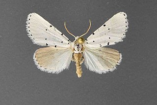 <i>Grotella sampita</i>