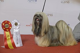 Grupp 9, LHASA APSO, DK JV-13 DK V-14 DK V-15 NO UCH NO V-15 SE UCH Chic Choix Some Like It Chic (24014621720).jpg