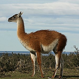 Guanaco (Lama guanicoe)
