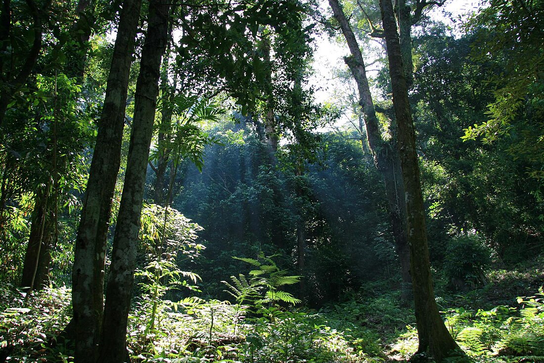 Foreste pluviali di pianura del Borneo