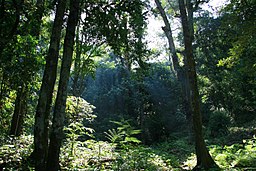 Typisk skog i nationalparken