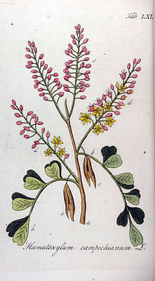 Bloodwood træ (Haematoxylum campechianum), illustration