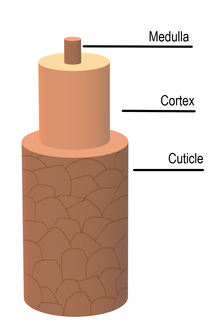Diagram of the hair shaft, indicating medulla (innermost), cortex, and cuticle (exterior.) Hair shaft diagram.png