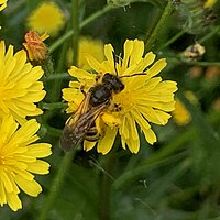 Great banded furrow-bee