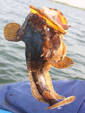 Рыба Википедия Фото
