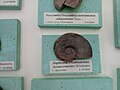 Haploceras (Neolissoceras) desmoceratoides Wiedmann, Lower en:Hauterivian, en:Dragoman, Bulgaria (Coll. G. Mandov) at the Sofia University "St. Kliment Ohridski" Museum of Paleontology and Historical Geology
