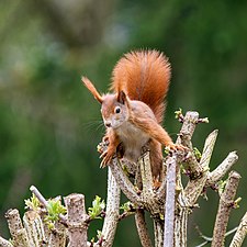 Que mange un écureuil ? Peut-on lui donner à manger en hiver ?