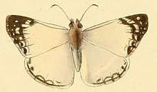 Heliopetes laviana1.JPG