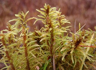 <i>Helodium</i> Genus of mosses