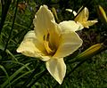 Hemerocallis 'Helle Berlinerin'