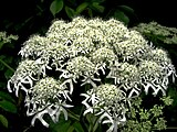 Heracleum maximum, or common cowparsnip