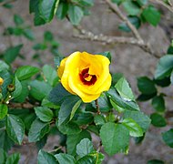 Hibiscus scottii