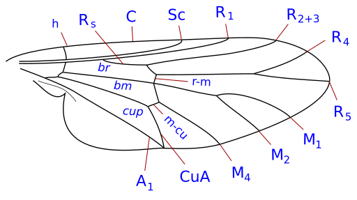 Hilarimorpha wing veins