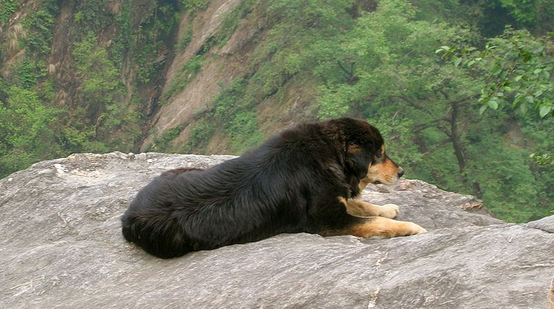 File:Himalayan sheepdog.jpg