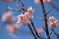 P092 雛桜 Hinazakura 花の写真