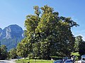 Vorschaubild für Hindenburglinde