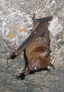 Hipposideros lankadiva Kelaart's leaf-nosed bat 1.jpg