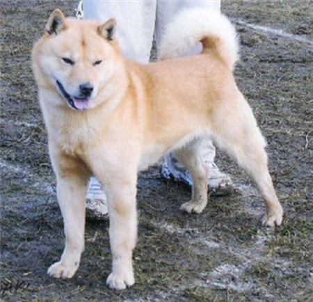 Anjing_Hokkaido