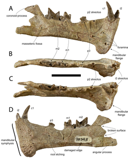 <i>Diegoaelurus</i> Extinct genus of mammal