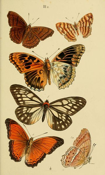 File:HorsfieldMoorCatalogueEastIndiaCompanyLepidopteraPlateIIIa.jpg