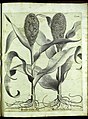 Hortus Eystettensis, Vorzeichnungen (MS 2370 2952839) -Autumnalis,2,13.jpg