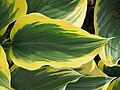 Hosta 'Ivory Coast', Funkia 'Ivory Coast', 2019-05-24