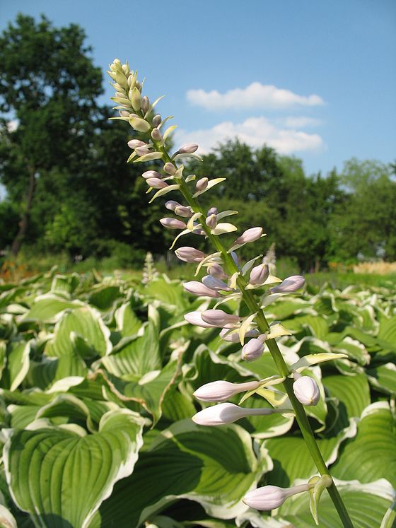 TÌNH YÊU CÂY CỎ ĐV4 - Page 56 560px-Hosta_albomarginata_IMG_0976