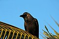 * Nomination House crow (Corvus splendens) from Villupuram district, Tamil Nadu, India. --PJeganathan 02:42, 10 February 2018 (UTC) * Promotion Good quality. --Trougnouf 19:52, 17 February 2018 (UTC)