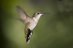 Kolibri u Teksasu