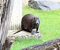 Hutia konga Zoo Praha 2011-5.jpg