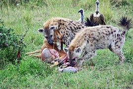 Spotted hyenas with an impala and two vultures