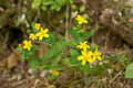 シナノオトギリ Hypericum kamtschaticum v. senanense