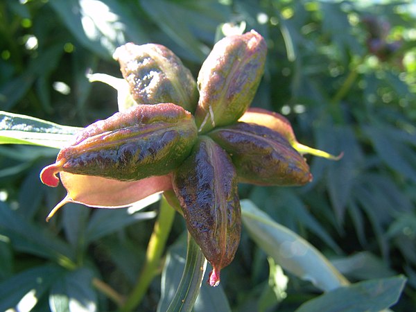 Paeonia lactiflora: Follicular fruit