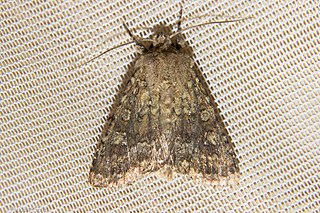 <i>Ichneutica barbara</i> Species of moth