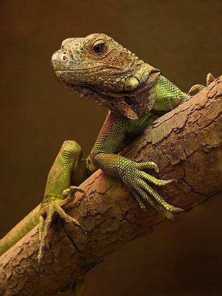 File:Iguana 01102.jpg