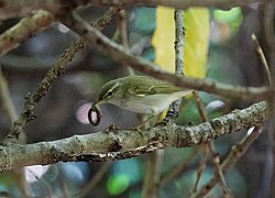 Ijima's leaf warbler（Phylloscopus ijimae）イイジマムシクイ.jpg