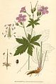 Geranium sylvaticum plate 215 in: C.A.M Lindman: Bilder ur Nordens Flora first edition: (1901-1905) supp. edition (1917-1926)
