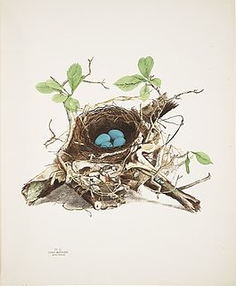 Illustrations of the Nests and Eggs of Birds of Ohio