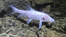 Neolissochilus pnar, a large cave carp species (Neolissochilus pnar) from caves in Meghalaya, India Image 11638f-Neolissochilus-pnar.jpg