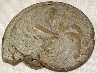 Prionoceratidae family of molluscs (fossil)
