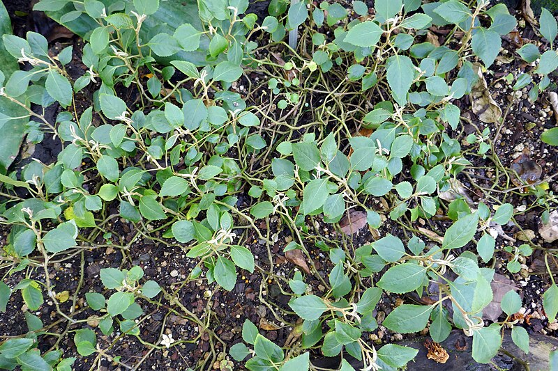 File:Impatiens purpureo-violacea-Jardin botanique Meise (2).jpg