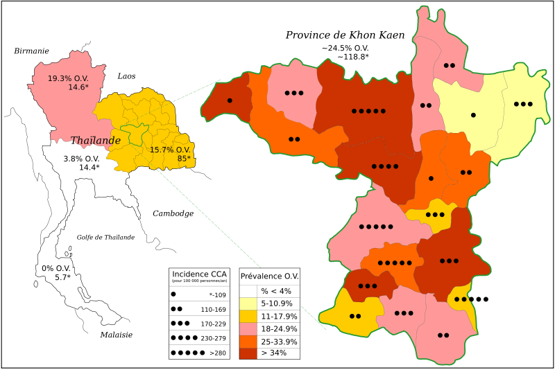 File:Incidence of CCA and O. viverrini in Thailand from 1990–2001-french.svg