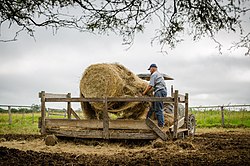 A mennonite farmer unrolls hay to feed the cows at his farm located near Lolita, Chaco. Inmmen py1.jpg